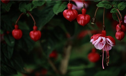 灯笼花冬季如何养护（灯笼花冬季如何养护视频）