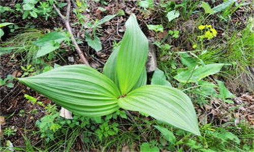 山露是什么植物（山露果是什么）