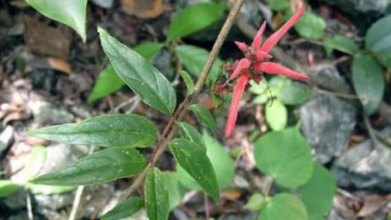 茎花板根什么现象（茎花板根成因）