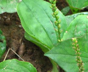 哪些野菜能治癌症（哪些野菜能治癌症与种楼视频简介）