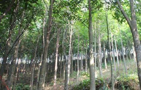 沉香种植存在的风险 沉香容易种植吗