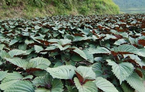 紫苏田间管理要点 紫苏的田间管理