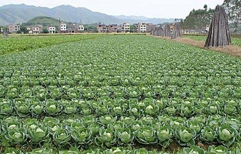 卷心菜的种植时间和方法（卷心菜的种植时间和方法）