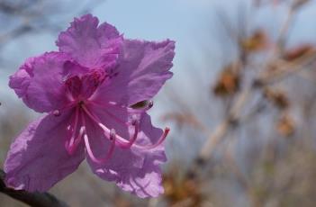 杜鹃花 杜鹃花冬季怎么养