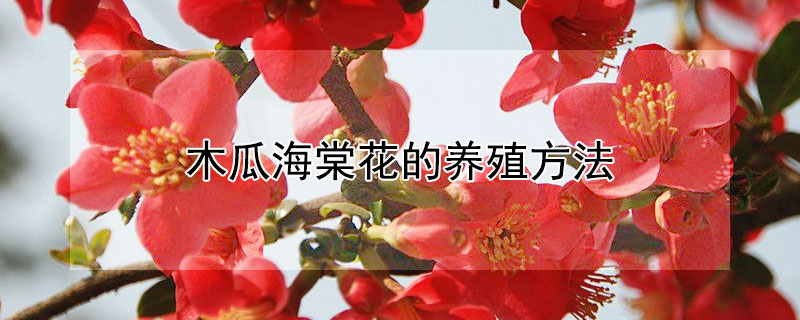 木瓜海棠花的养殖方法（木瓜海棠怎样养）