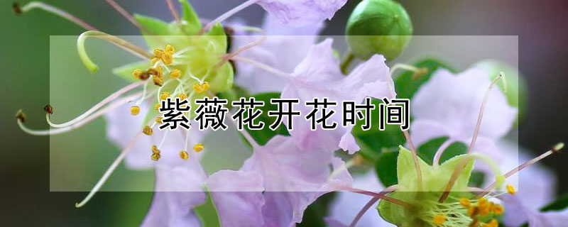 紫薇花开花时间（紫薇花开花季节）