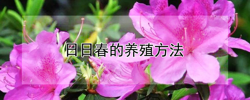 日日春的养殖方法（日日春花怎么养）