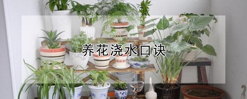 养花浇水口诀 植物浇水口诀