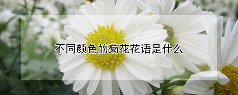 不同颜色的菊花花语是什么 不同颜色菊花的花语和寓意