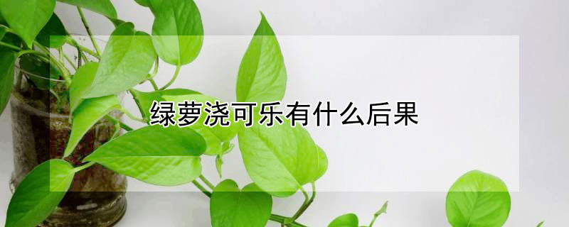 绿萝浇可乐有什么后果（绿萝浇可乐好吗）