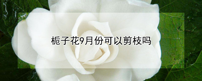 栀子花9月份可以剪枝吗 九月份栀子花怎么剪枝