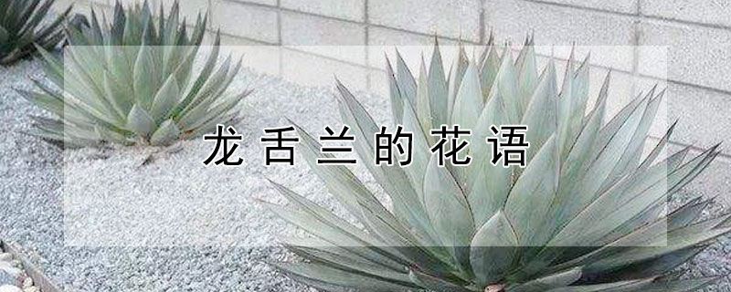 龙舌兰的花语（龙舌兰的花语 小说）