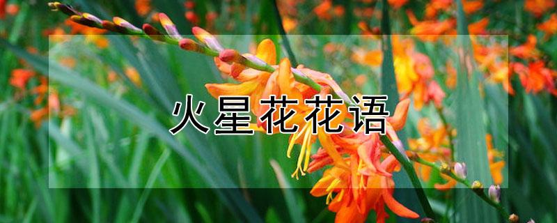 火星花花语（火花的花语）