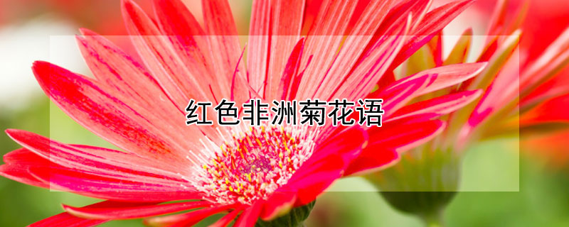 红色非洲菊花语 红色非洲菊花语是什么意思