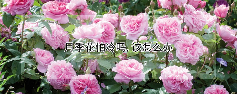 月季花怕冷吗,该怎么办 月季花怕不怕冷