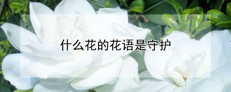 什么花的花语是守护 什么花的花语是守护陪伴