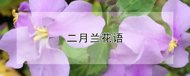 二月兰花语（二月兰花语简介）