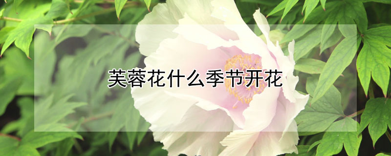 芙蓉花什么季节开花 芙蓉花什么季节开花春夏秋冬