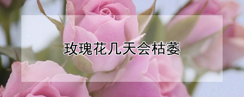 玫瑰花几天会枯萎（玫瑰花几天会枯萎发干）