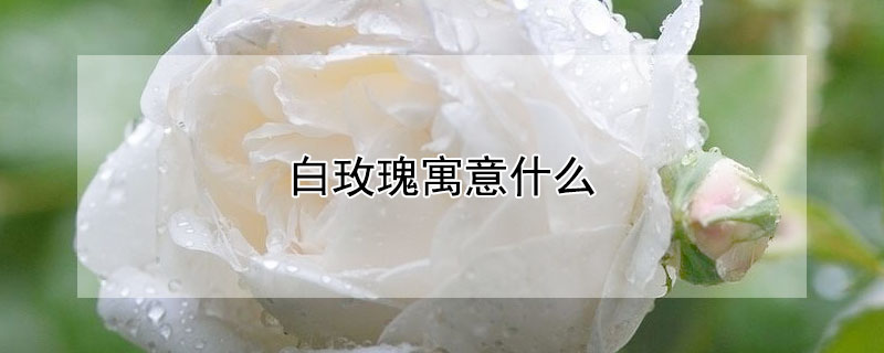 白玫瑰寓意什么 19朵白玫瑰寓意什么