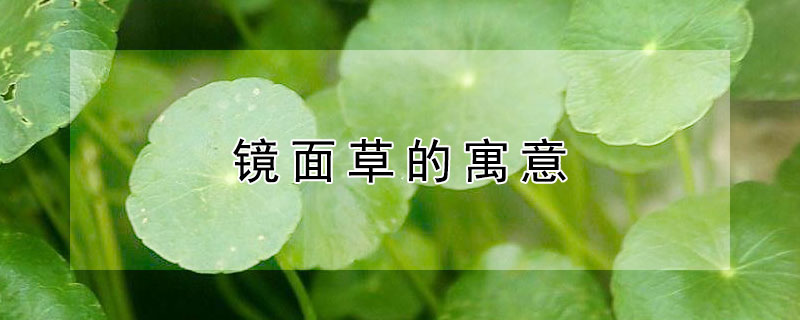 镜面草的寓意 镜面草花语