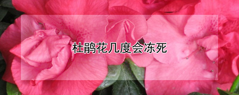 杜鹃花几度会冻死（杜鹃花冬天最低温度多少冻死）