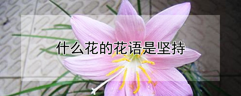 什么花的花语是坚持（什么花的花语是坚持不懈努力）