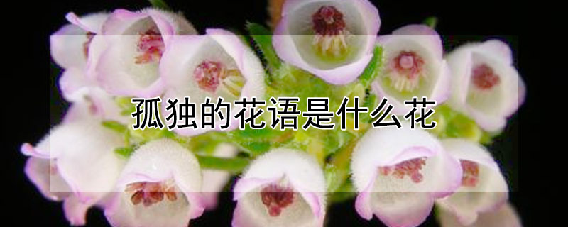 孤独的花语是什么花 表示孤独的花语