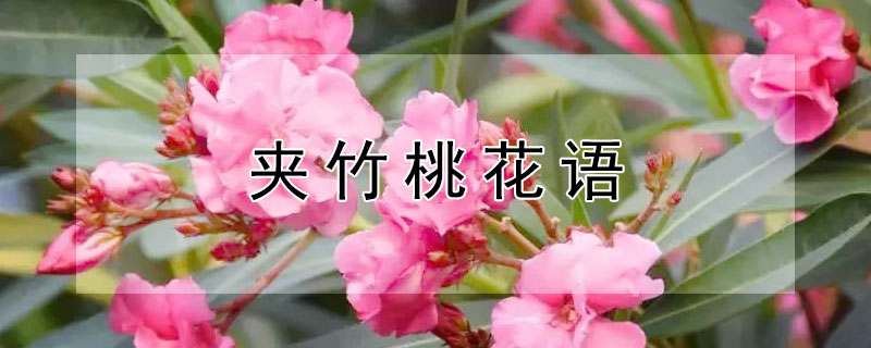 夹竹桃花语 粉色夹竹桃的花语