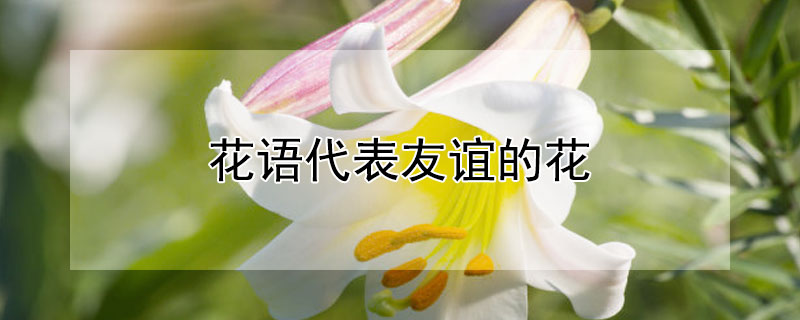 花语代表友谊的花 花语代表友谊的花都有哪些