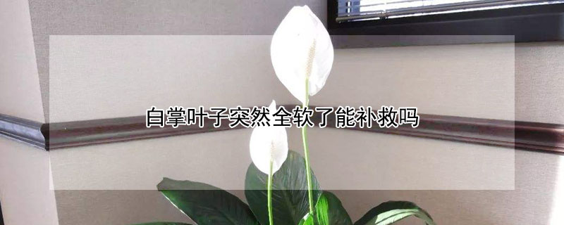 白掌叶子突然全软了能补救吗（白掌叶子发蔫怎么办）