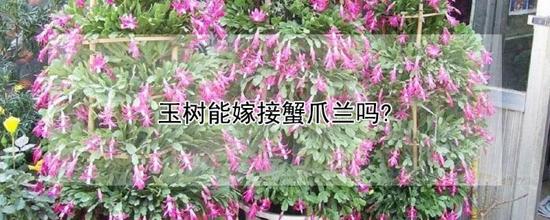 玉树能嫁接蟹爪兰吗?（蟹爪兰可以和玉树嫁接吗）