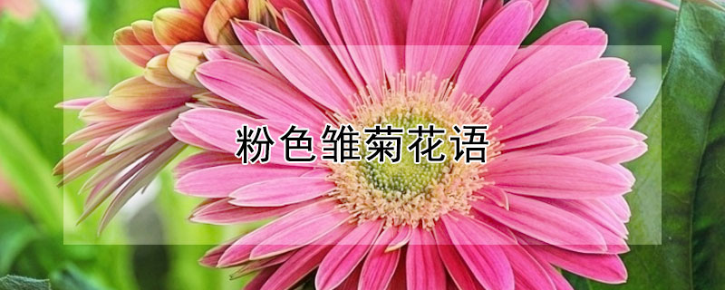 粉色雏菊花语 粉雏菊花语是什么