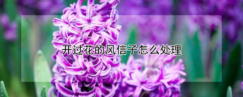 开过花的风信子怎么处理（风信子花开过了怎么办）