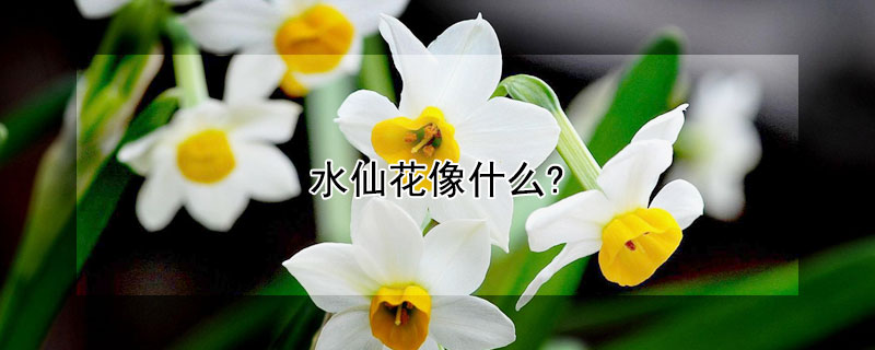 水仙花像什么?（水仙花像什么）