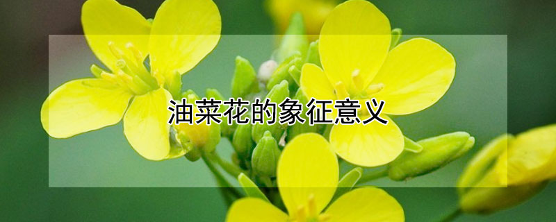 油菜花的象征意义（油菜花的花语象征什么）