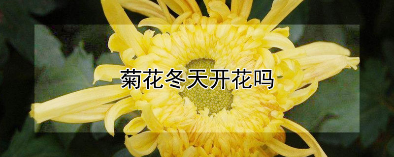 菊花冬天开花吗 菊花为什么冬天开花