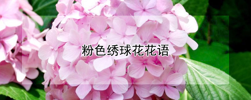 粉色绣球花花语（粉色绣球花的花语）