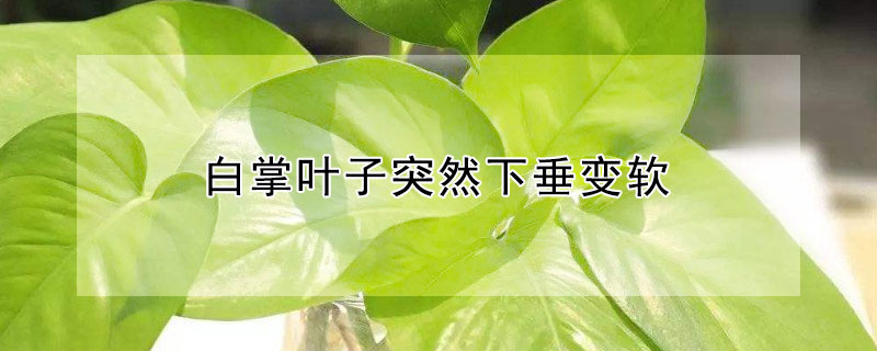 白掌叶子突然下垂变软（白掌叶子下垂变软怎么补救）