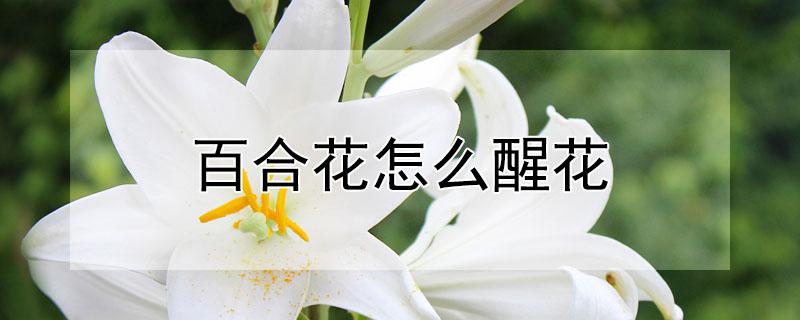 百合花怎么醒花（百合花怎么醒花开的快）