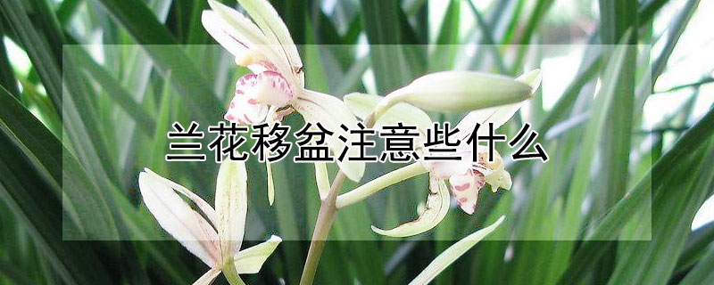 兰花移盆注意些什么（兰花移盆的方法）