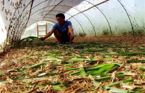 蚂蚱养殖技术 蚂蚱养殖技术农广天地视频