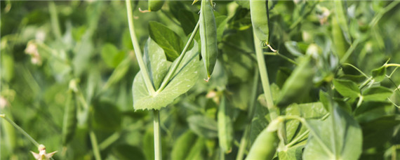 豌豆种植技术与管理 豌豆种植技术与管理方法