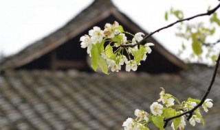 清明节为什么要禁食（什么节日禁食）