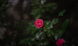 送花祝福语精选大全 送花祝福语简短精辟