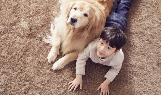 夏天狗狗洗澡不吹干会有影响吗（夏天狗洗了澡可以不吹干吗）