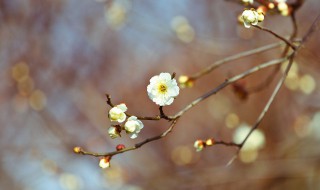 立春的意思（江中日早,客冬立春的意思）