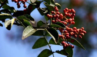 花椒树什么时候剪枝 花椒树什么时候剪枝最好怎么剪