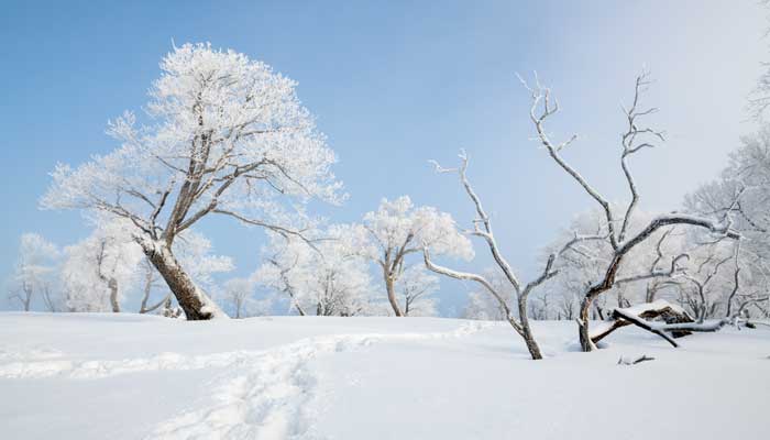 冬至有霜,腊雪有望的释义