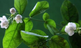 茉莉叶子发黄浇醋行吗（茉莉花浇醋行吗）